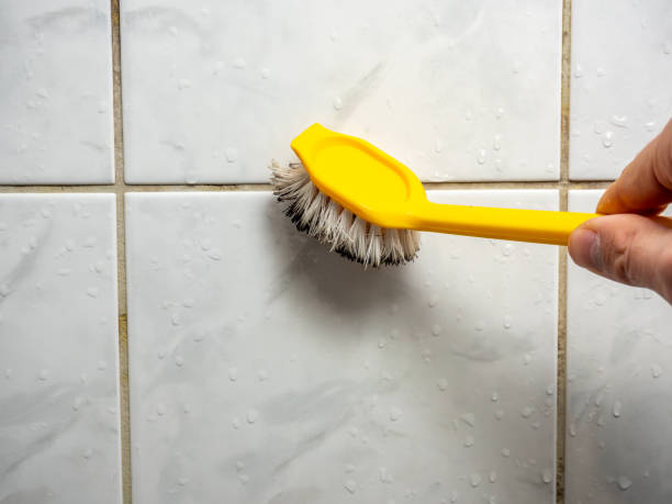 Professional Mold Removal in Santa Claus, IN