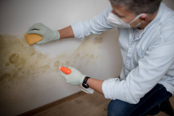 Best Local Mold Removal Service  in Santa Claus, IN