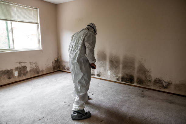 Best Toxic Mold Removal  in Santa Claus, IN